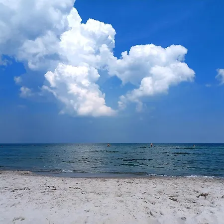 Waldkauz - Ulenhoef Prerow